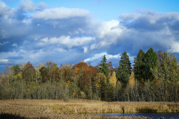 Fototapeta premium Forest trees autumn scene over the meadow with blue bright sky with white and grey heavy clouds