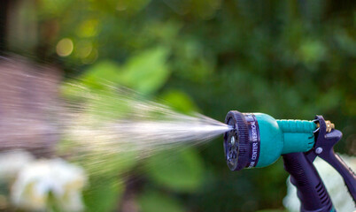 Summer garden watering with a garden hose, adjustable shower, spray