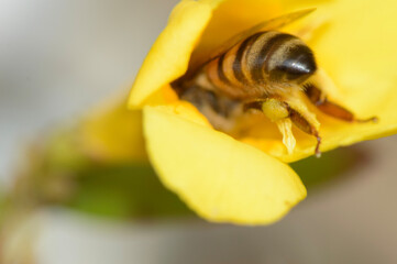 bee on flower