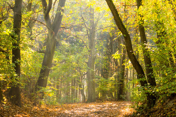 Fototapeta na wymiar Pathway in the autumn forest