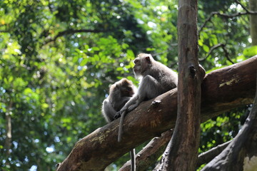 Naklejka na ściany i meble Monkeys Bali