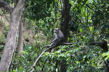 Monkeys Bali