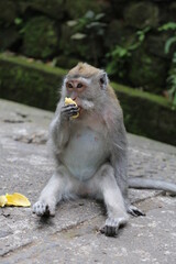 Monkey Bali