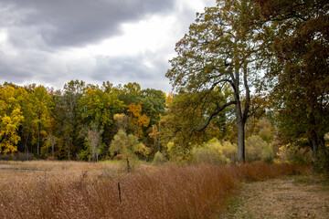 Fototapeta premium autumn landscape with trees