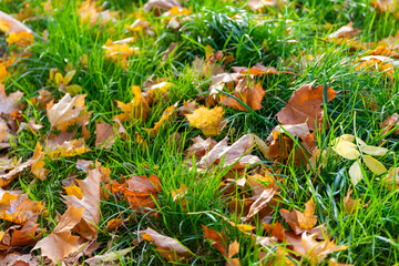 Ahron leaves on a grass meadow