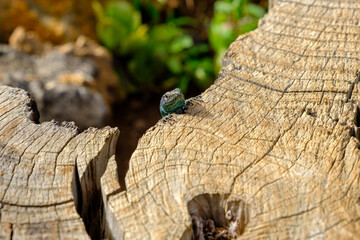 Lucertola si affaccia su un tronco tagliato, Isola di Madeira, Portogallo