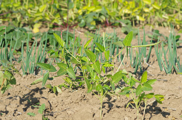 Greens and onions growing in the garden