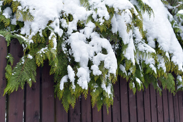 Fir branches with snow hanging over the fence