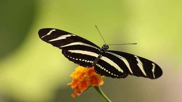 Close shot of a Zebra Butterfly with its wings spread. Zebra Longwing Butterfly (Heliconius charithonia)