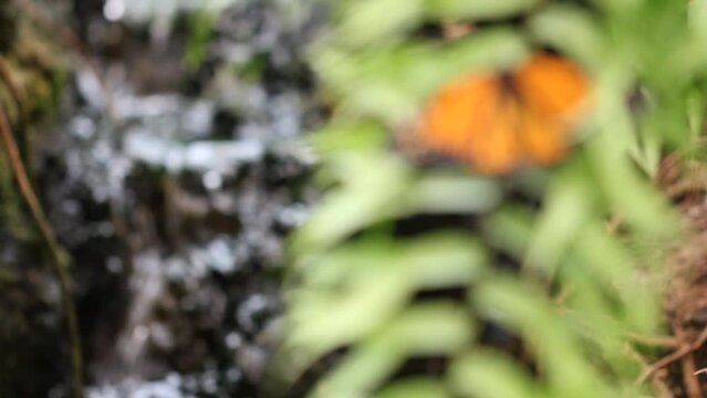 Focusing on an orange Monarch Butterfly on a leaf and waterfall