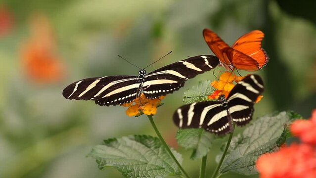 Several Zebra Butterflies on flowers. Zebra Longwing Butterfly (Heliconius charithonia)