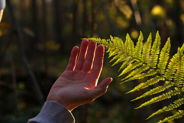 Hand of a young man touches green branch of a fern in the forest. Pavel Kubarkov, my right hand and green fern. Photo was taken 16 October 2022 year, MSK time in Russia. - 540050445