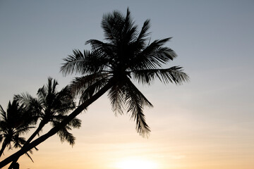Fototapeta na wymiar Palm trees at sunset,. A tropical island in the ocean.