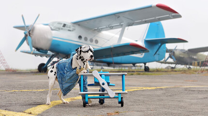 Dalmatian dog dressed as aviator against blue airplane
