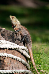The amazing world of reptiles . Female agama basks in the sun