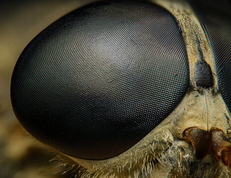 UOW researchers look into fly eyes, Illawarra Mercury