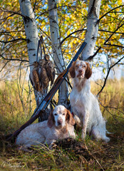 Hunting dog. Pointing dog. English setter. Hunting. Portrait of a hunting dog with trophies. On...