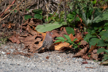 House Finch on the Ground