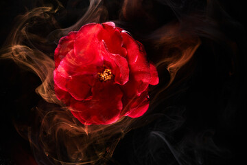 Abstract red background with flowers and contrasting colors in water. Backdrop for perfume,...