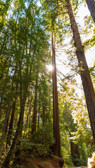 Redwoods at Henry Cowell Redwoods State Park. Felton, Santa Cruz Mountains, California, USA