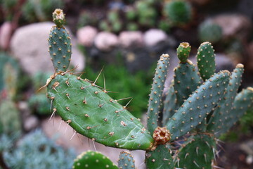 opuncja opuntia quitensis kaktus