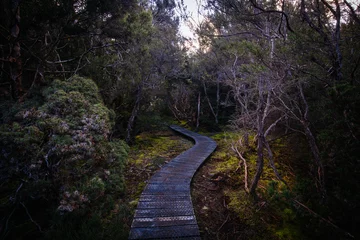 Foto auf Acrylglas Cradle Mountain Enchanted Walk Cradle Mountain in Tasmania Australia