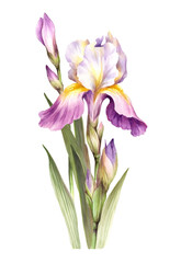 The composition of irises. Hand draw watercolor illustration. - 540056697