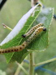 Ermine moth (Yponomeuta mahalebella) caterpillars in a St. Lucia cherry leaf