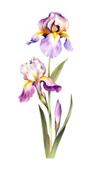 The composition of irises. Hand draw watercolor illustration. - 540056845