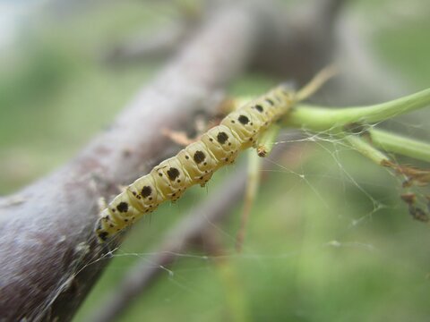 Caterpillar of St. Lucia cherry tree moth (Yponomeuta mahalebella) on a devoured leaf