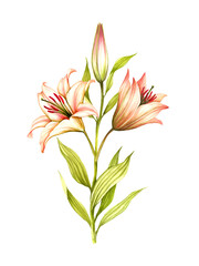 The image of a lilies. Hand draw watercolor illustration - 540057012