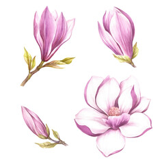 Set of buds and flowers of magnolia. Hand draw watercolor illustration. - 540057055
