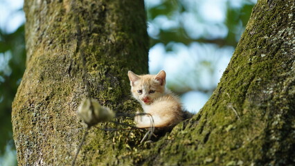 Naklejka na ściany i meble Two cute little cats climbing up on the tree for resting