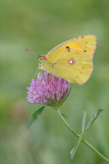Clouded yellow butterfly (Colias crocea) rests on a clover blossom.