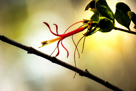 Flor