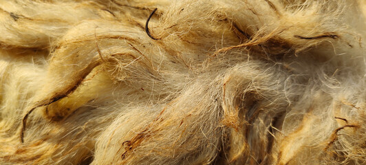 Closeup Sheep fur. sheep wool texture. Closeup background, selective focus. Blurred background.