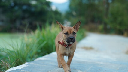 One adorable dog playing in the yard freely