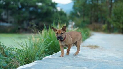 One adorable dog playing in the yard freely