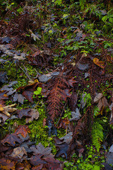 ein welkes Farn Blatt im Moos Waldboden liegend