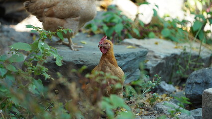 The domestic chicken view in the yard in China