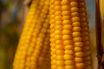 Ripe yellow ears of corn.