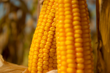 Ripe yellow ears of corn.