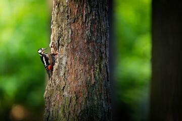 Dendrocopos major. Wild nature of the Czech Republic. Evening photography. Free nature. Beautiful picture. Photos of nature. A stunning male Great spotted Woodpecker, Dendrocopos major, perching on th