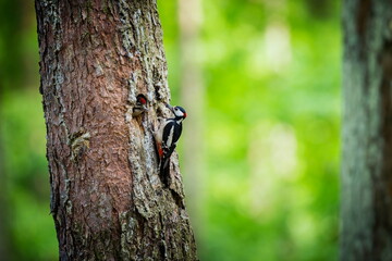 Dendrocopos major. Wild nature of the Czech Republic. Evening photography. Free nature. Beautiful picture. Photos of nature. A stunning male Great spotted Woodpecker, Dendrocopos major, perching on th