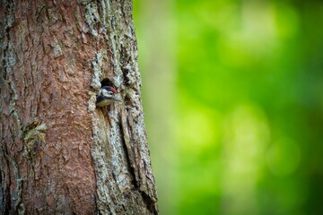 Dendrocopos major. Wild nature of the Czech Republic. Evening photography. Free nature. Beautiful picture. Photos of nature. A stunning male Great spotted Woodpecker, Dendrocopos major, perching on th