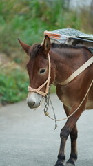 Obraz premium One mule horse carrying on the construction material walking along the road
