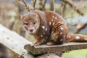 Cercles muraux Mont Cradle Spotted Tail Quoll in Tasmania Australia