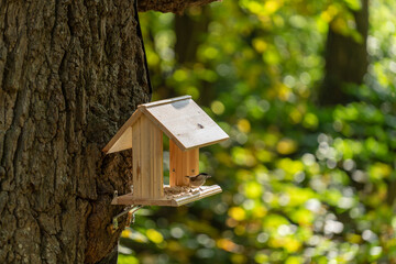 Sparrow perched on a bird feeder in the forest at a sunny autumn morning, closeup