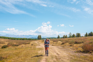 Fototapeta premium Alone traveler with large backpack walks along hiking trail on sunlit high mountain plateau under white clouds in blue sky. Backpacker with photo camera in autumn mountain trekking in good weather.