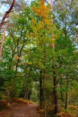 Fototapeta premium Herbst im deutschen Wald mit vielen bunten Farben